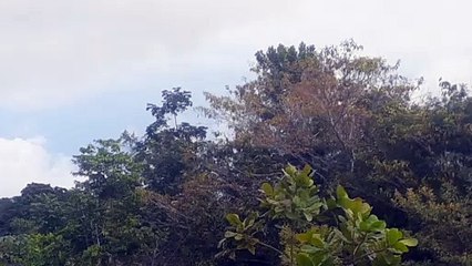 Airbus A330 PR-AIU na aproximação final antes de pousar em Manaus vindo de Campinas