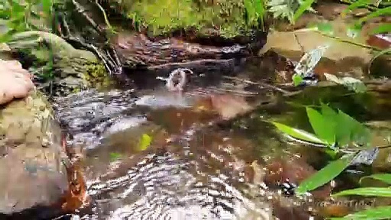 Snake and Streams, Survival in the tropical rainforest, ep 21