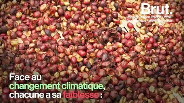 60 % des espèces de café sauvage pourraient disparaître