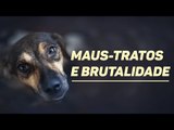 19 cães são resgatados feridos em uma rinha no interior de São Paulo