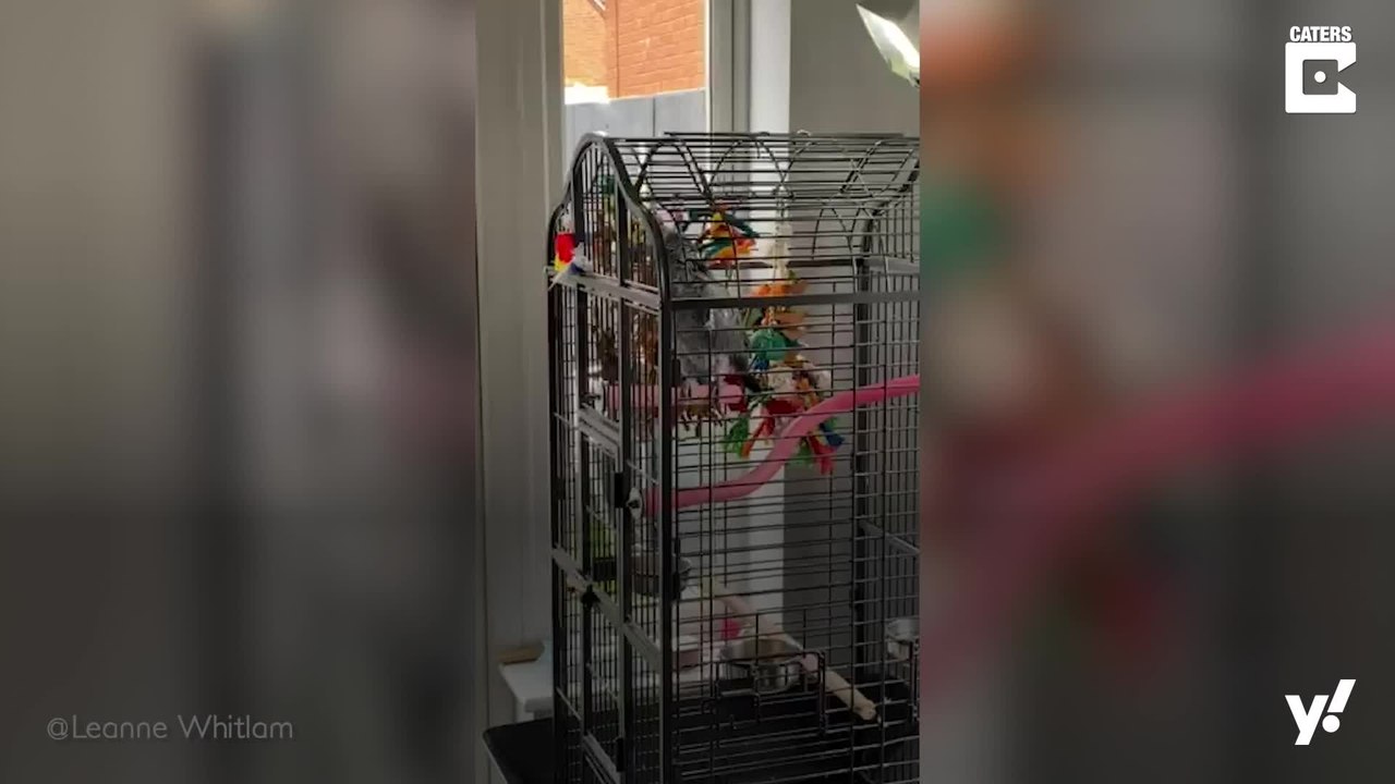 Papagei gibt Alexa Befehle und tanzt zur Musik