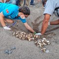 Antalya'da 2020 yılında 4 bin 853 yuvadan 204 bin 591 yavru caretta denizle buluşturuldu