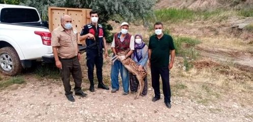 Nallıhan'da yavru ceylan köpeklerin elinden son anda kurtarıldı