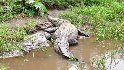 These Crazy ‘Terror Crocodiles’ Ate Dinosaurs with Huge Teeth