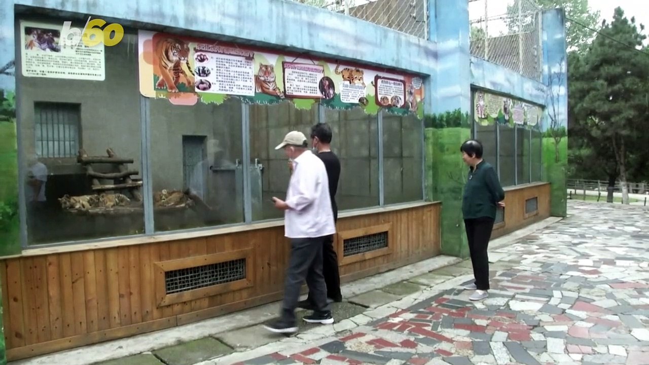 Cute and Energetic Siberian Tiger Cubs Are Drawing a Crowd