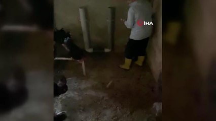 Yumurtaları toplamak isterken horozun saldırısına uğradı