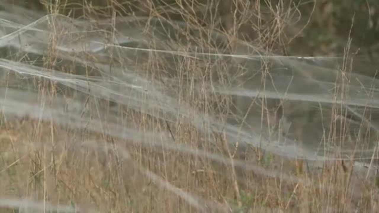 Invasión de telas de araña en Australia