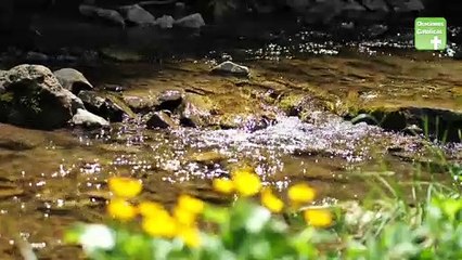 Oración de mi sanación