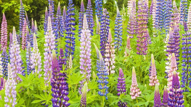 Lupines Are the Cottage Garden Flowers That Always Charm