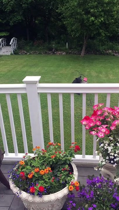 Connecticut Bear Dines at Bird Feeder