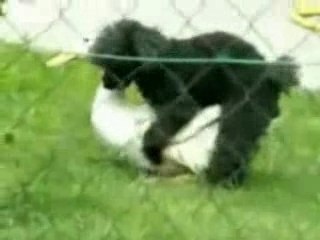 accouplement entre chien et canne