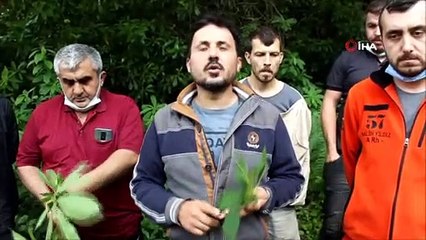 - 'Katil' gal arısı Sinop'ta da görüldü, arıcılar endişeli
