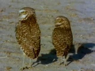 la vie privée des animaux (mdr)