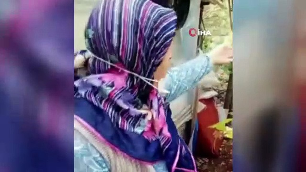 Nallıhan'da yavru ceylan köpeklerin elinden son anda kurtarıldı