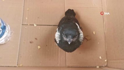 Yuvasından düşen yavru kuş için seferber oldular