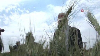 Konya gıda ve tarım üniversitesi yerli ve milli buğday ıslahında sona geldi