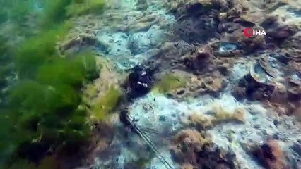 Çürüyen deniz salyası bu haliyle dehşete düşürdü