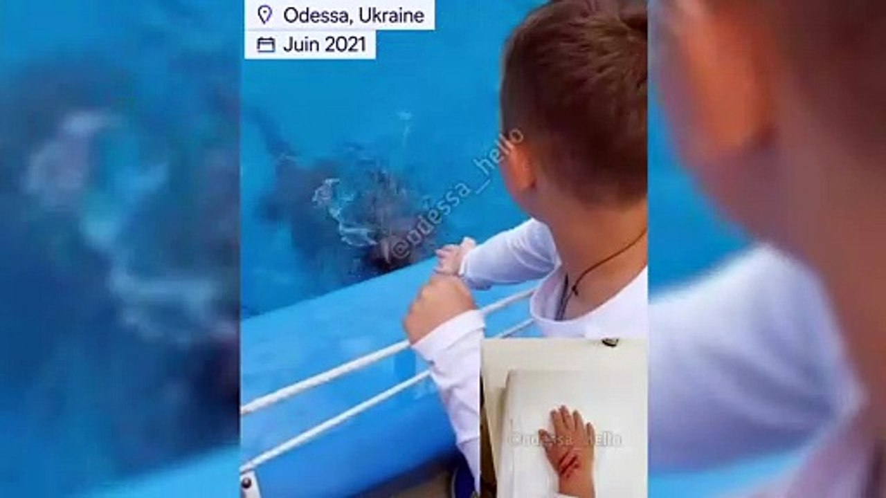 Un dauphin mord la main d’un enfant
