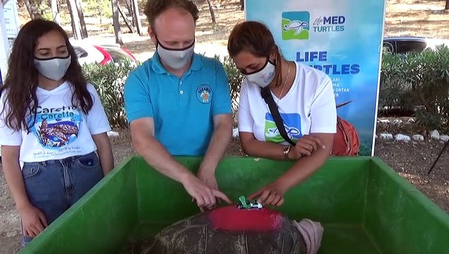 MUĞLA - Tedavileri tamamlanan caretta carettalar denize bırakıldı