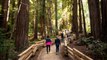 A Hiking Trail Through California's Redwoods Is Reopening After a Wildfire Destroyed It 10
