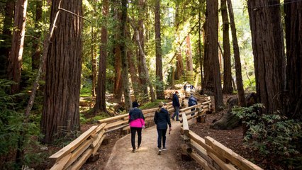 A Hiking Trail Through California's Redwoods Is Reopening After a Wildfire Destroyed It 10