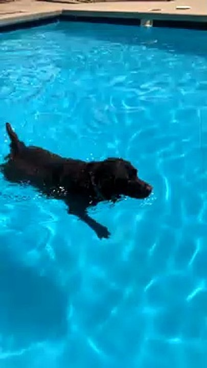 Diving Doggie Retrieves Her Toy