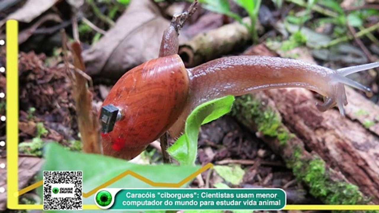 Caracóis -ciborgues-- Cientistas usam menor computador do mundo para estudar vida animal