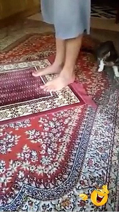 قط شرس