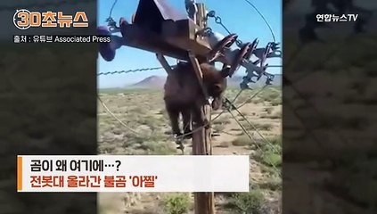 [30초뉴스] 뭘 보려고 그 위에…전봇대 올라간 불곰 '아찔'