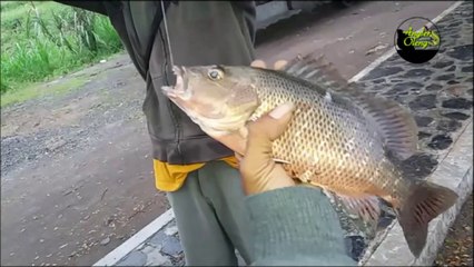 Mangar||Mangrove Jack