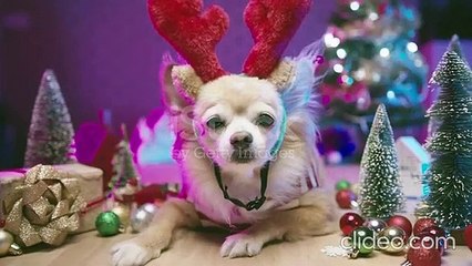 Cute puppies doing funny things !! Cute puppies