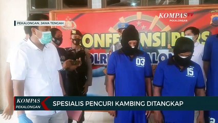 Spesialis Pencuri Kambing Ditangkap Polisi