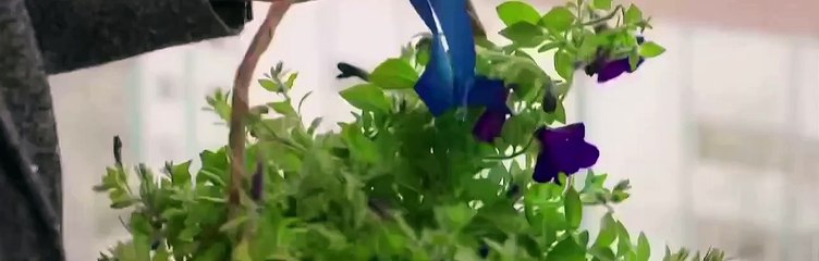 Hercai Capitulo 398 Completo Hercai Capitulo 398 Completo Hercai Capitulo 398 Completo