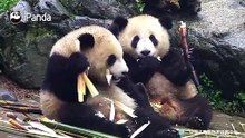 两头身吃播上线了
