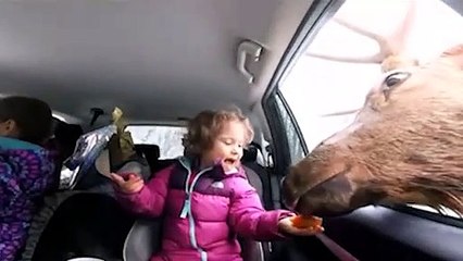 Dünyanın en kibar ren geyiği