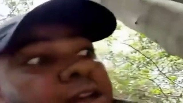 Elektrikli yılan balığı avı timsahın sonunu getirdi!