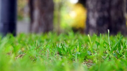 Beautiful GREEN grass