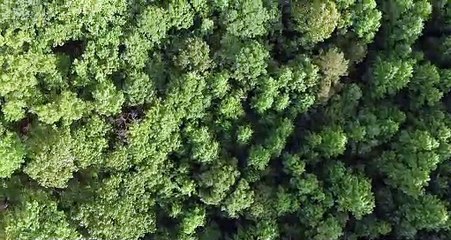 Beautiful GREEN Trees