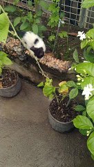 ang pusang makulit