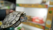 The invasive red-eared slider turtle