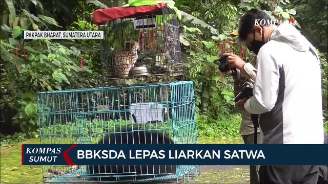 BBKSDA Lepasliarkan Satwa Dilindungi di Pakpak Bharat