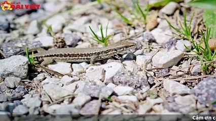 Mơ thấy thằn lằn có tỉ lệ trúng cao nhất