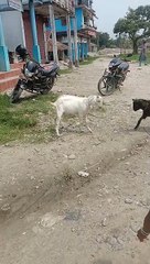 Dodo goats, two goats, two goats, two goats, goats,
