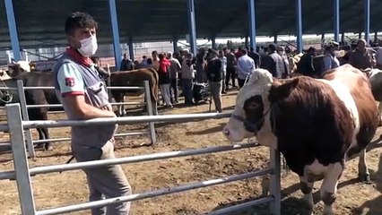 KARS - TBMM Tarım, Orman ve Köyişleri Komisyonu Başkanı Kılıç: 'Kurbanlık ithalatına ihtiyacımız yok'