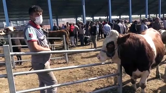 KARS - TBMM Tarım, Orman ve Köyişleri Komisyonu Başkanı Kılıç: 'Kurbanlık ithalatına ihtiyacımız yok'