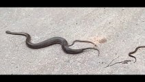 OMG! Snake was giving birth