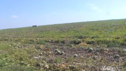 Tescilli Adana karpuzu 8 ülkeye ihraç ediliyor