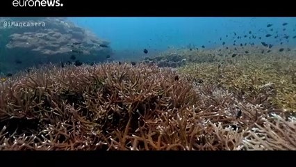 Veszélyes szellemhálók sodródnak a tengerekben