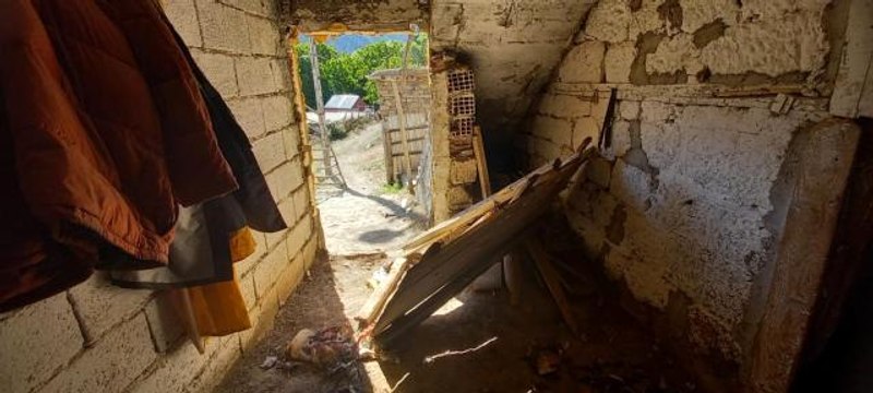 Kümeslere dadanan ayılar, tavukları telef etti