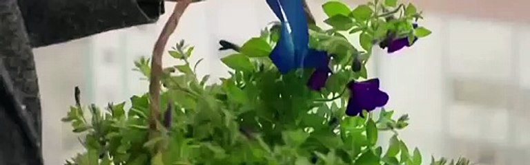 Hercai Capitulo 398 Completo Hercai Capitulo 398 Completo Hercai Capitulo 398 Completo